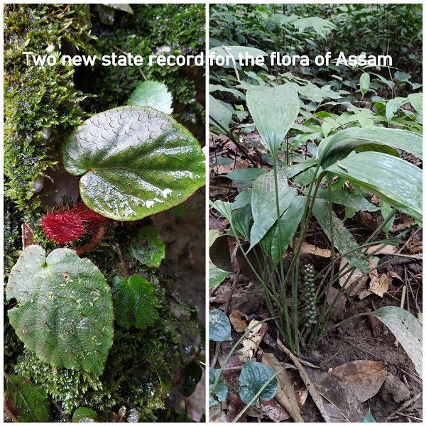 PDF) Occurrence of Ariopsis protanthera N.E. Br. (Araceae) in Darjeeling  Hills: A new record for the flora of West Bengal, India