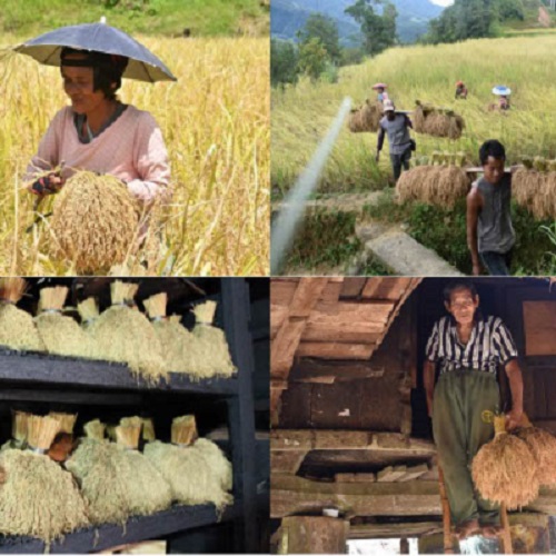 Indigenous knowledge in traditional production of rice: Impact on food ...